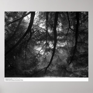 Poster Branches, au soleil, UC Père Noël Cruz, 1963