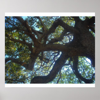 Poster branches d'arbre