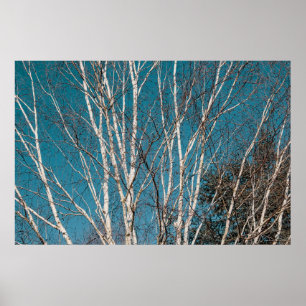 Poster Branches de bouleau argenté au soleil