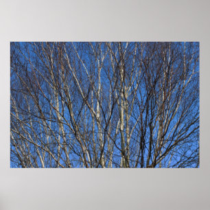 Poster Branches de bouleau d'argent 02