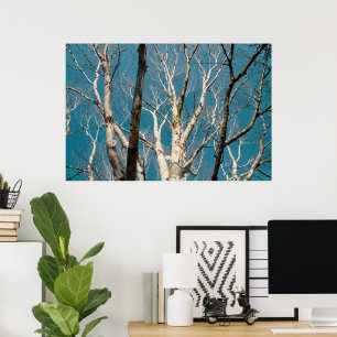 Poster Branches de bouleau d'argent au soleil