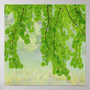 Poster Branches de l'arbre Katsura au printemps Seabeck