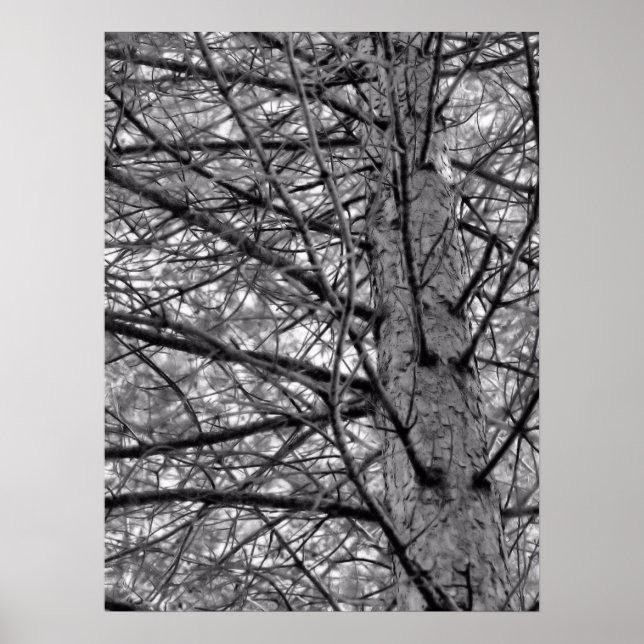 Poster Branches de pin en noir et blanc (Devant)