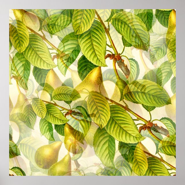 Poster Branches de poires et Motif de poires (Devant)