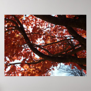 Poster Branches d'érable rouge Couleurs d'automne