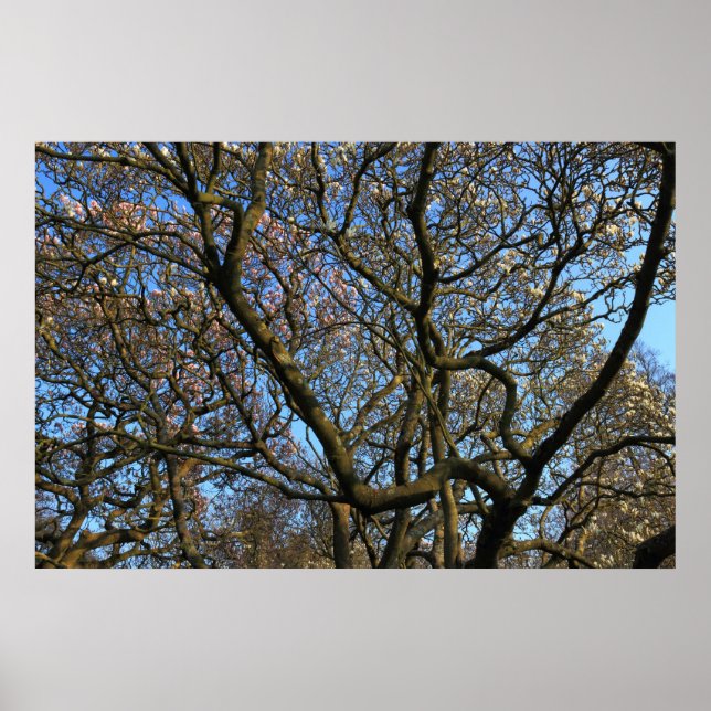 Poster Branches des arbres Magnolia (Devant)