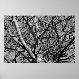 Poster Branches d'hiver illuminées (B&W)