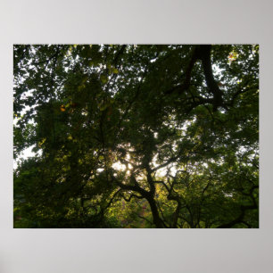 Poster Branches japonaises IV