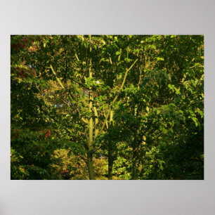 Poster Branches japonaises V