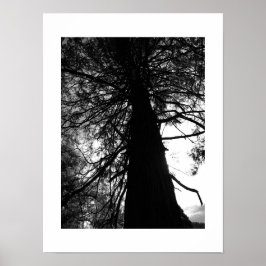 Poster Branches torsadées Yosemite Photo noir et blanc