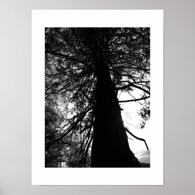 Poster Branches torsadées Yosemite Photo noir et blanc (Devant)