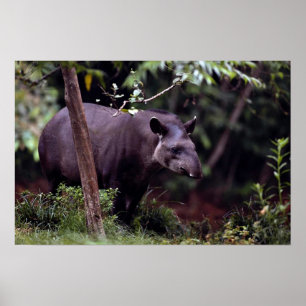 Poster Brazilian Tapir (Tapirus terrestris)