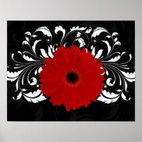 Bright Red Gerbera Daisy on Black