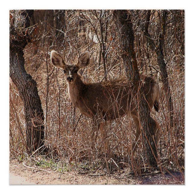 Poster brillant (Devant)