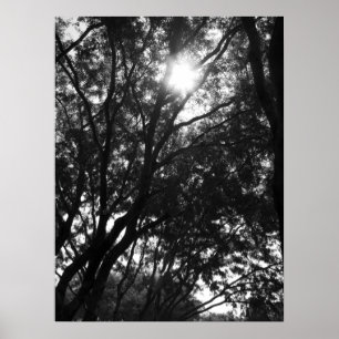 Poster Brillant dans les arbres