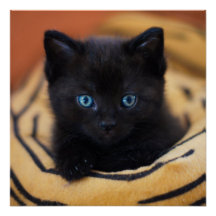 Poster brillant de chat noir