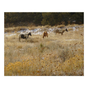 Poster brillant des Chevaux sauvages