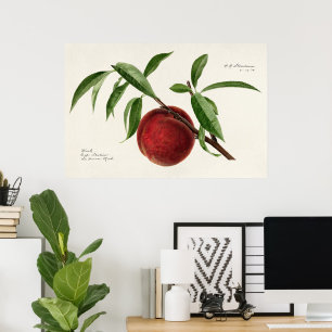 Poster Brindille (Prunus persica) par Royal Charles Stead