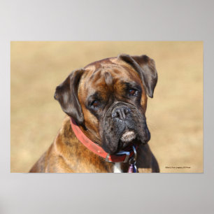 Poster Brindle Boxer Chien