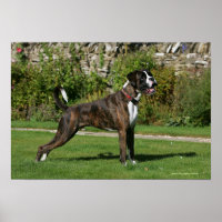 Brindle Boxer Dog Show Stance