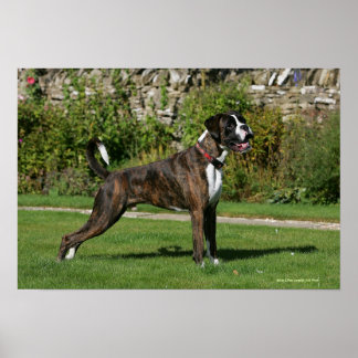 Poster Brindle Boxer Dog Show Stance