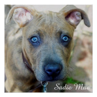 Brindle Pit Bull Puppy par Shirley Taylor
