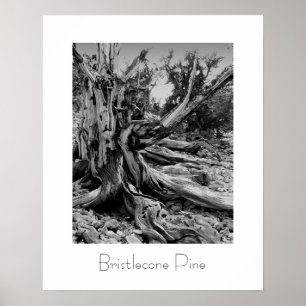 Poster Bristlecone
