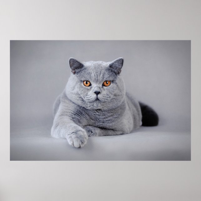 Poster British shorthair (Devant)