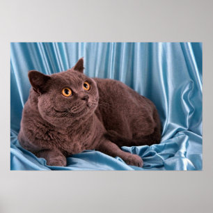 Poster British Shorthair, bleu