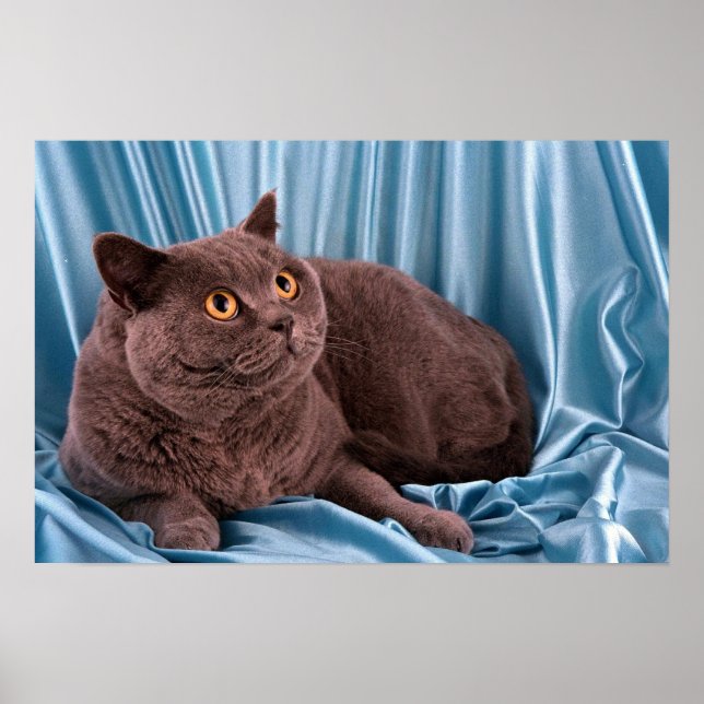 Poster British Shorthair, bleu (Devant)