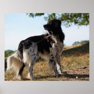Poster Brittany Spaniel Dog