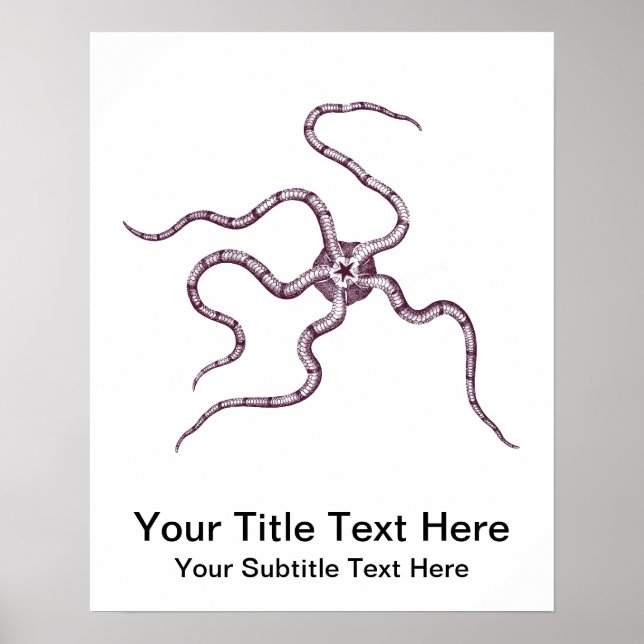 Poster Brittle Star - Serpent Star - Biologie marine (Devant)