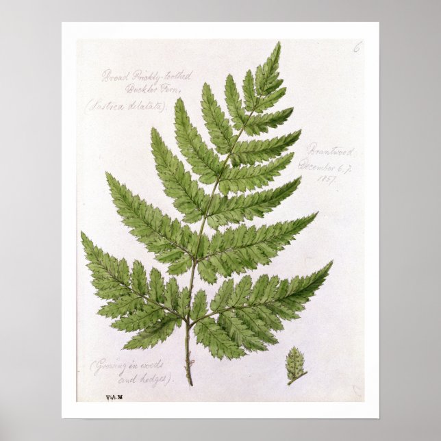Poster Broad Prickly-toothed Buckler Fern, peint à Bra (Devant)