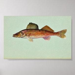 Poster Brochets vairons