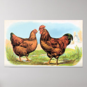Poster Brochure vintage de poulet et perdrix de poule