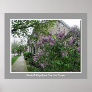 Poster Brockville King Street East Lilac Busch