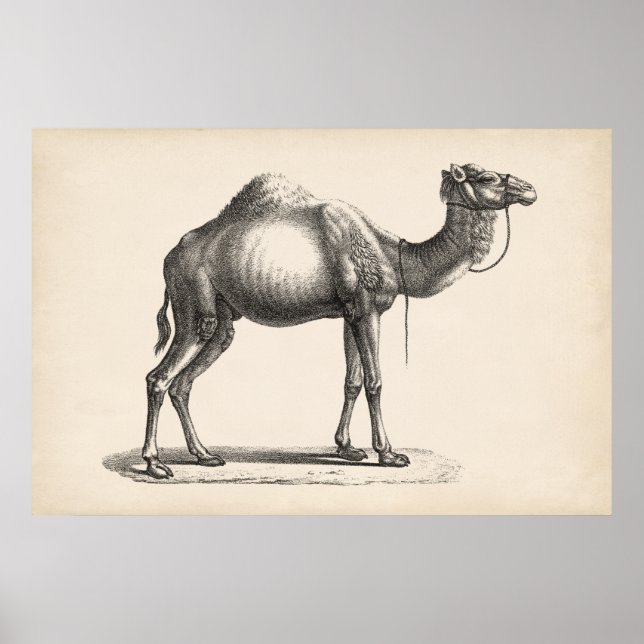 Poster Brodtmann Dromedary Camel croquis (Devant)