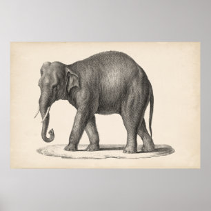 Poster Brodtmann Elephant Sketch