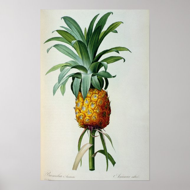 Poster Bromelia Ananas, de 'Les Bromeliacees' (Devant)