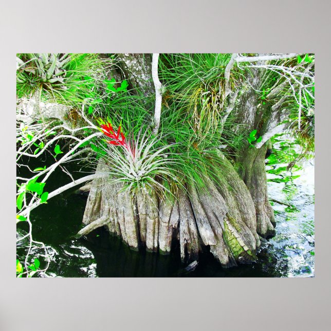 Poster Bromeliad sur Mangrove, Floride Everglades (Devant)