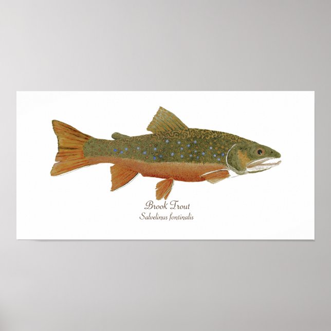 Poster Brook Trout (Devant)
