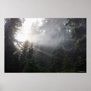 Poster Brouillard et faisceaux de Sun dans une forêt de