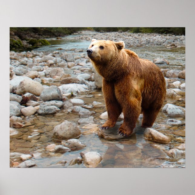 Poster Brown Bear in Stream (Devant)