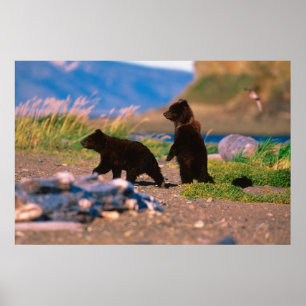 Poster Brown Bear, Ursus arctos, péninsule de l'Alaska