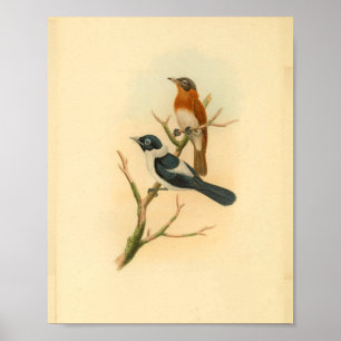 Poster Brown crâne Flycatcher Bird Imprimer Vintage