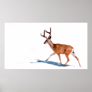 POSTER BROWN DEER SUR ARRIÈRE - PLAN BLANC