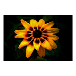 Poster Brown Eyed Susan Flower
