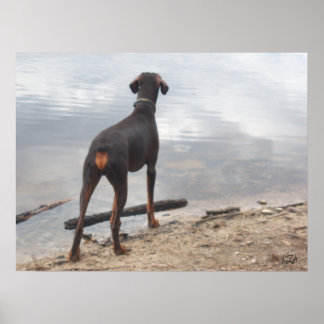 Poster Brown, le Doberman