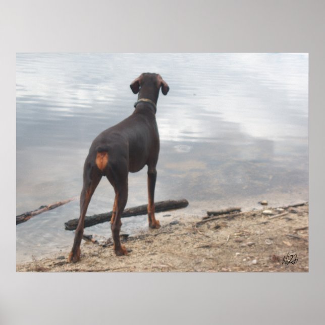 Poster Brown, le Doberman (Devant)