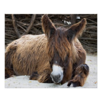 Brown Poitou Donkey
